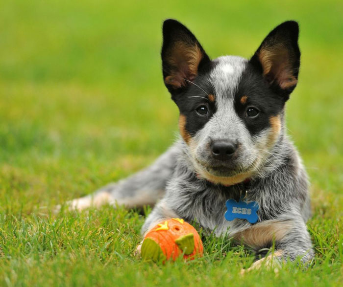 young dog with ball