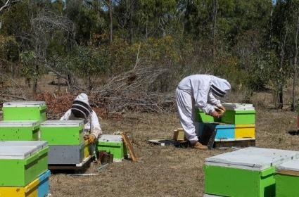 beekeepers checking hives for varroa mite