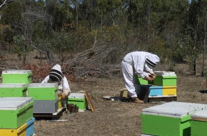 Beekeepers - Varroa Mite - Image QGovt for Ehub
