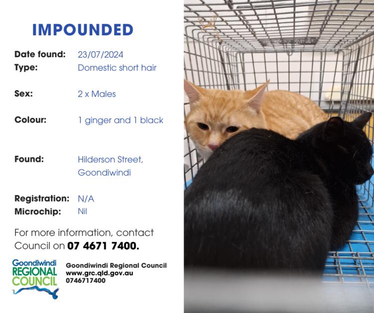 ginger cat and black cat in a cage impounded in goondiwindi
