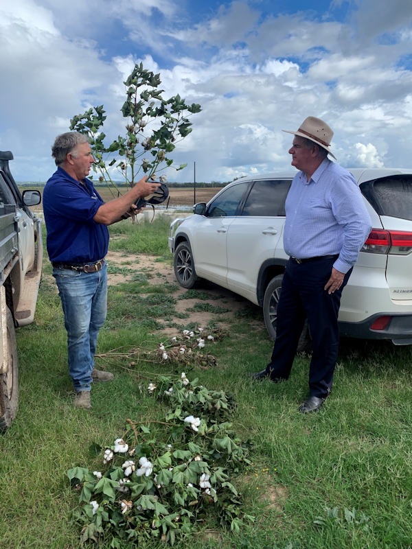 Will Ramsay shows Minister Furner the difference between flooded and non-flooded cotton