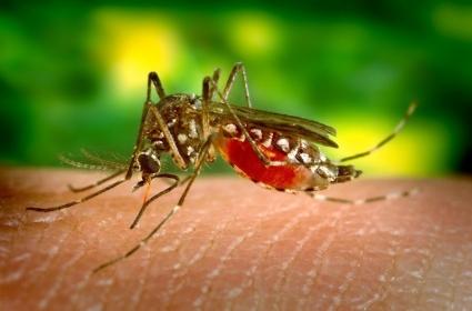 Council is Working to Keep Pesky Mosquitoes at Bay